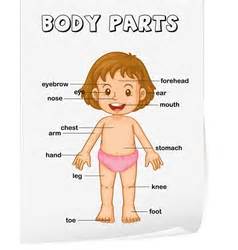 body parts diagram  parts   body labeled diagram teacher   toyota
