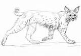 Bobcat Coloring Running Crouching sketch template