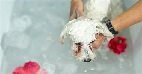 give  dog  spa treatment  home