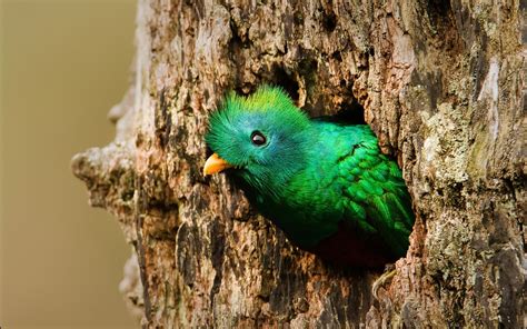 wildlife beautiful quetzal bird