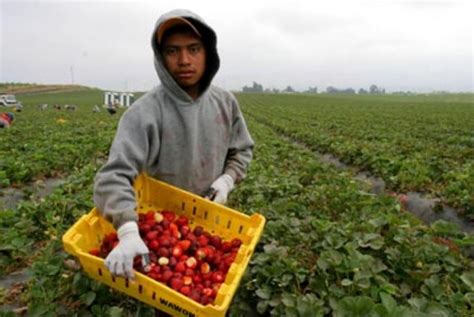 what donald trump doesn t know about the mexican farm workers who make his 5 star dinner