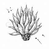 Agave Vector Getdrawings Plant Tequila sketch template