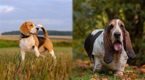 Beagle Vs Basset Hound Comparing Breed Differences And Similarities
