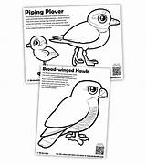 Piping Coloring Plover Pages Loon Common Drawing 29kb 724px Getdrawings Getcolorings sketch template