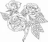 Coloring Pages Rose Flower Roses Printable Color Birthday Happy Flowers Beautiful Adults Detailed Most Colouring Rightly Popular So Print Book sketch template