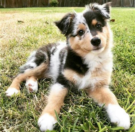 mini aussie blue merle welpen