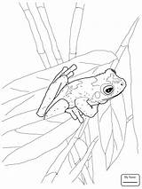 Coloring Frog Pages Tree Printable Frogs Colouring Eyed Red Coqui Green Drawing Stadium Adult Animal Getdrawings Template Sheets Clipart Comments sketch template