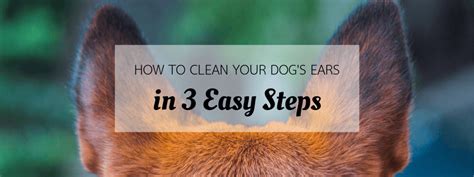 clean  dogs ears   easy steps
