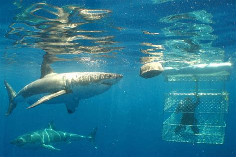 shark cage underwater calypso star charters alquemie