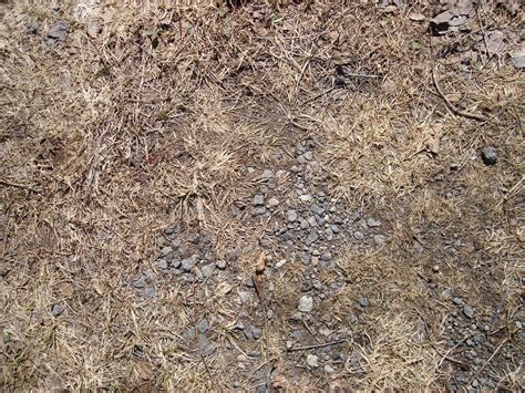 ground texture  photo  freeimages