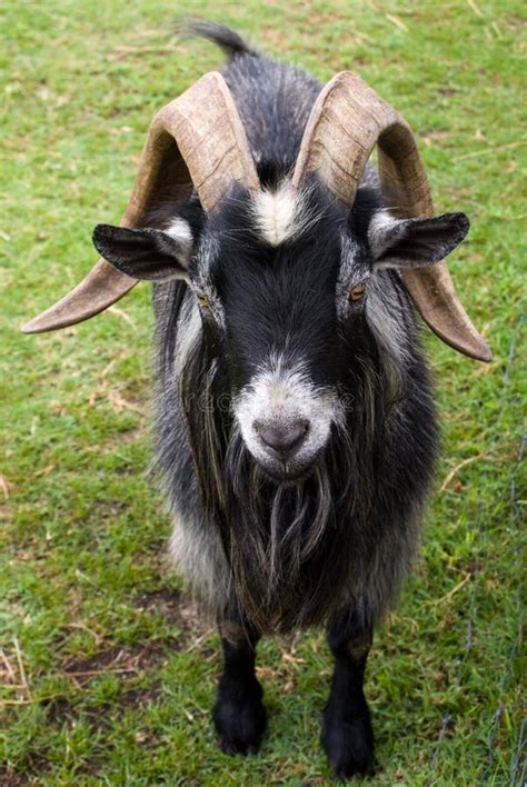 billy goat stock image image  horned white skin