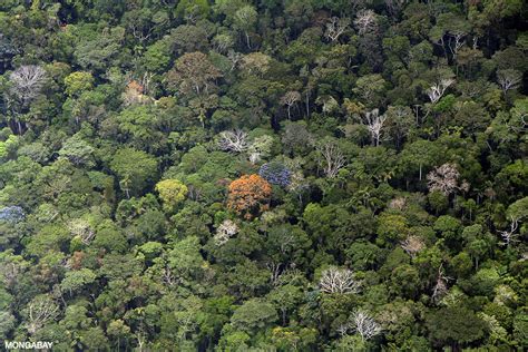 amazon rainforest  worlds largest rainforest