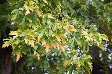 branch  maple leaves stock photo image  forest growing