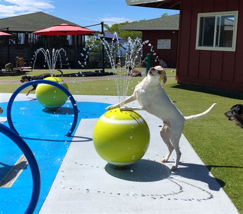 doggie splash park dog park dog pool dog playground