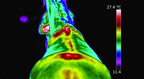 thermographic imaging consultation