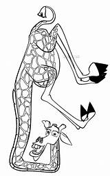 Melman Madagaskar Kolorowanki Madagascar Colorare Disegni Colorear Druku Kolorowanka Dibujos żyrafa Bajki Cartone Malvorlagen Gia Colorkid Bohaterami Pingwiny Obrazek Madagaskaru sketch template