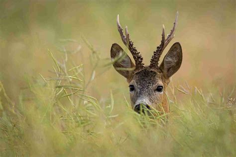 deer species  british deer society