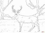 Whitetail Tailed Fighting Supercoloring Sambar sketch template