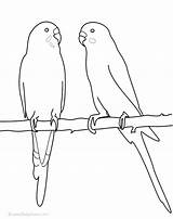 Pages Coloring Parakeet Colouring Budgies Bird Budgerigar Google Au Cockatiel Drawings Colors Silhouette sketch template
