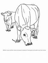 Coloring Beef Cow Contest Grazing Some Answer Key Creative sketch template