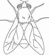 Coloring Pages Fly Insect sketch template