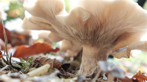 images gratuites lautomne champignon pleurotes champignon