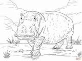 Hippo Ippopotamo Nilpferd Ausmalbilder Ausdrucken Disegno Colorare Ausmalen Ausmalbild Flusspferd Hippopotamus Onlinecoloringpages sketch template