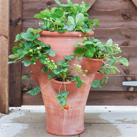 buy terracotta strawberry planter