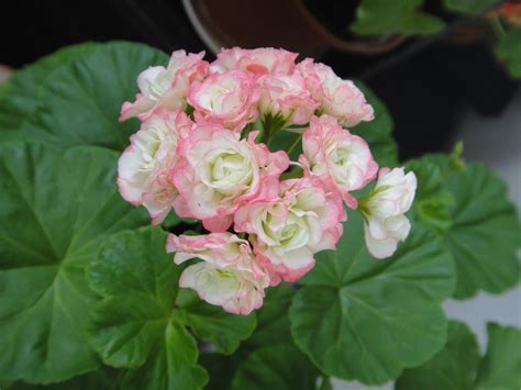 kupit semena pelargoniya pelargonium apple blossom rosebud  moskve