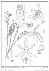 Dodson Subgroup Epidendrum Hágsater Epidendra Cernuum Andean Drawing 2009 Type Website Group sketch template