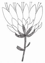 Protea Flower Drawing Painting Simple Craft Sketches Doodle Flowers Coloring Sketch Patterns Line Wall Drawings Dot Doodles Ikebana Pastel Template sketch template