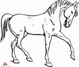 Horse Quarter Clipartmag Clipart Coloring sketch template