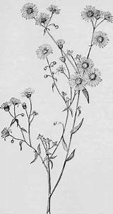 Daisy Fleabane Erigeron Annuus Wildflower Tattoo Flowers Drawing Wild Drawings Flower Illustration Sketches Scabious Sweet Chestofbooks Botanical Google Tattoos Choose sketch template