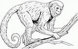 Coloring Pages Baboon sketch template