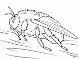 Coloriage Abejorro Abeille Ausmalbilder Bombus Bourdons Erdhummel Bumblebee Ausmalbild Insetti Insect Onlinecoloringpages sketch template