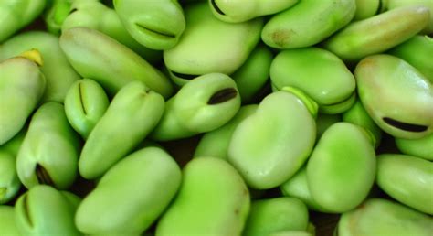 kiwi hellenist pythagoras   beans  hands  beans