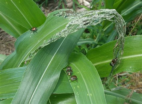 japanese beetles emerging identification key to management cropwatch