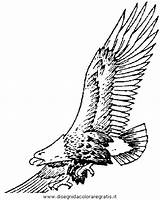 Adler Aquila Aquile Tiere Malvorlagen Malvorlage Kategorien Disegnidacoloraregratis sketch template