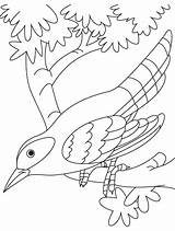 Cuckoo Coloring Bird Branch Sitting Pages Designlooter 8kb Drawings sketch template