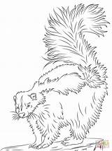 Skunk Coloring Pages Cute Printable Realistic Supercoloring Drawing Animal Color Choose Board Popular Crafts Categories sketch template