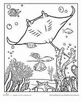 Coloring Ray Manta Pages Sheets Ocean Worksheets Colouring Worksheet Fish Sea Color Coral Underwater Animal Books Aquarium Crafts Education Grade sketch template