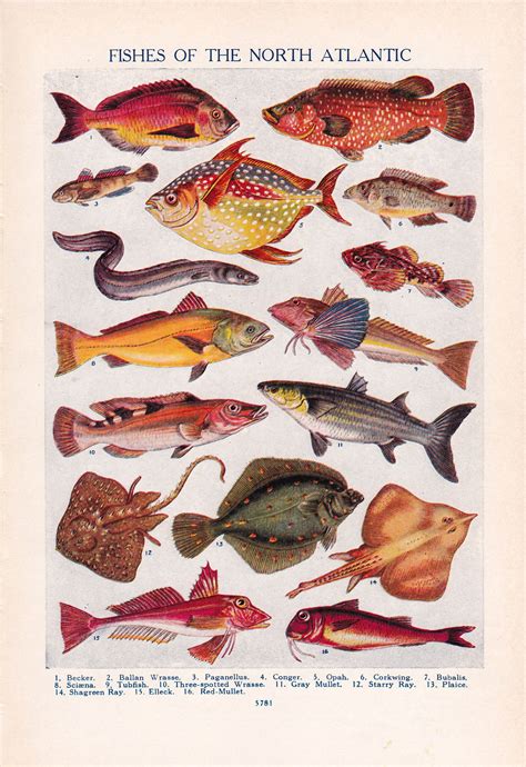 vintage fish prints      digital etsy fish