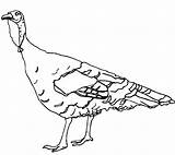 Coloring Turkey Wild Pages Popular Library Clipart sketch template