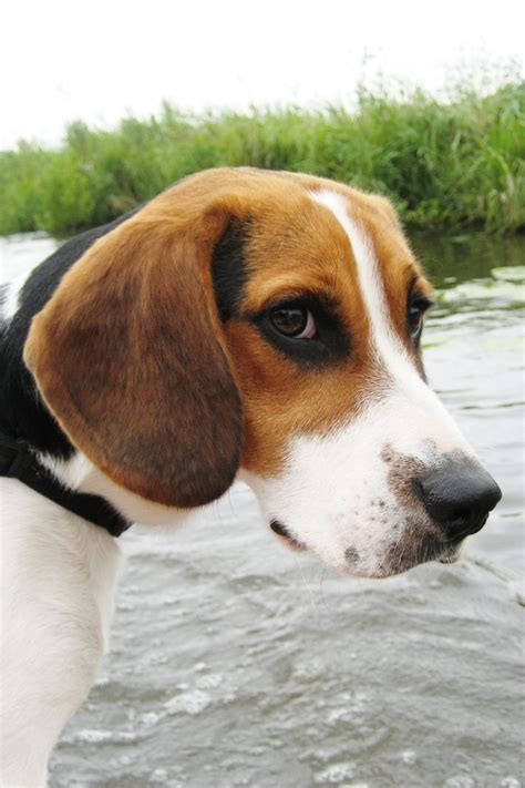 beagle fotografie honden fotos