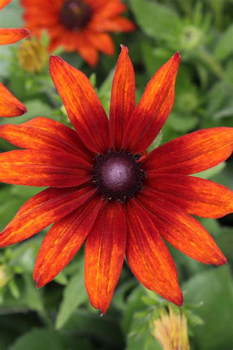 Echibeckia 'Summerinaâ„¢' | Native Sons Wholesale Nursery