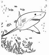 Kleurplaat Haaien Haai Zee Sharks Moeilijk Witte Downloaden Learning Omnilabo Yellowimages sketch template