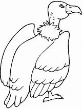 Coloring Pages Vulture Birds Print Color Recommended Vultures sketch template