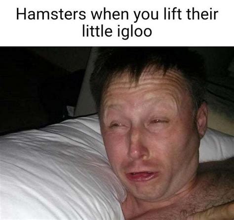 Hamsters When You Lift Their Little Igloo Meme By Knightofcydonia