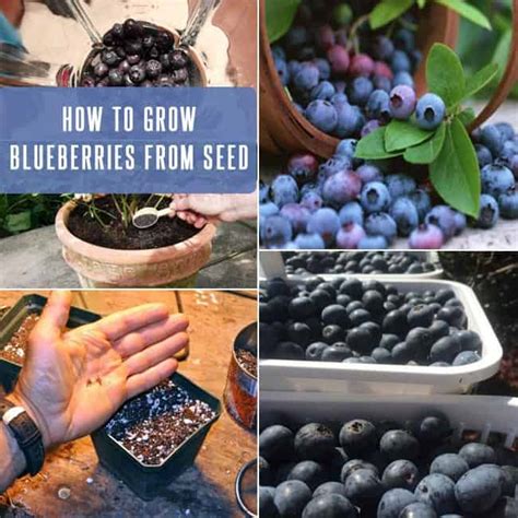blueberry plant   grow blueberries  seed gardenoid
