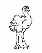 Emu Coloring Pages Colouring Sheets Gruff Billy Goats Bird Australian Activities Three Printable Edward Edwina Google Birds Color Book Animals sketch template